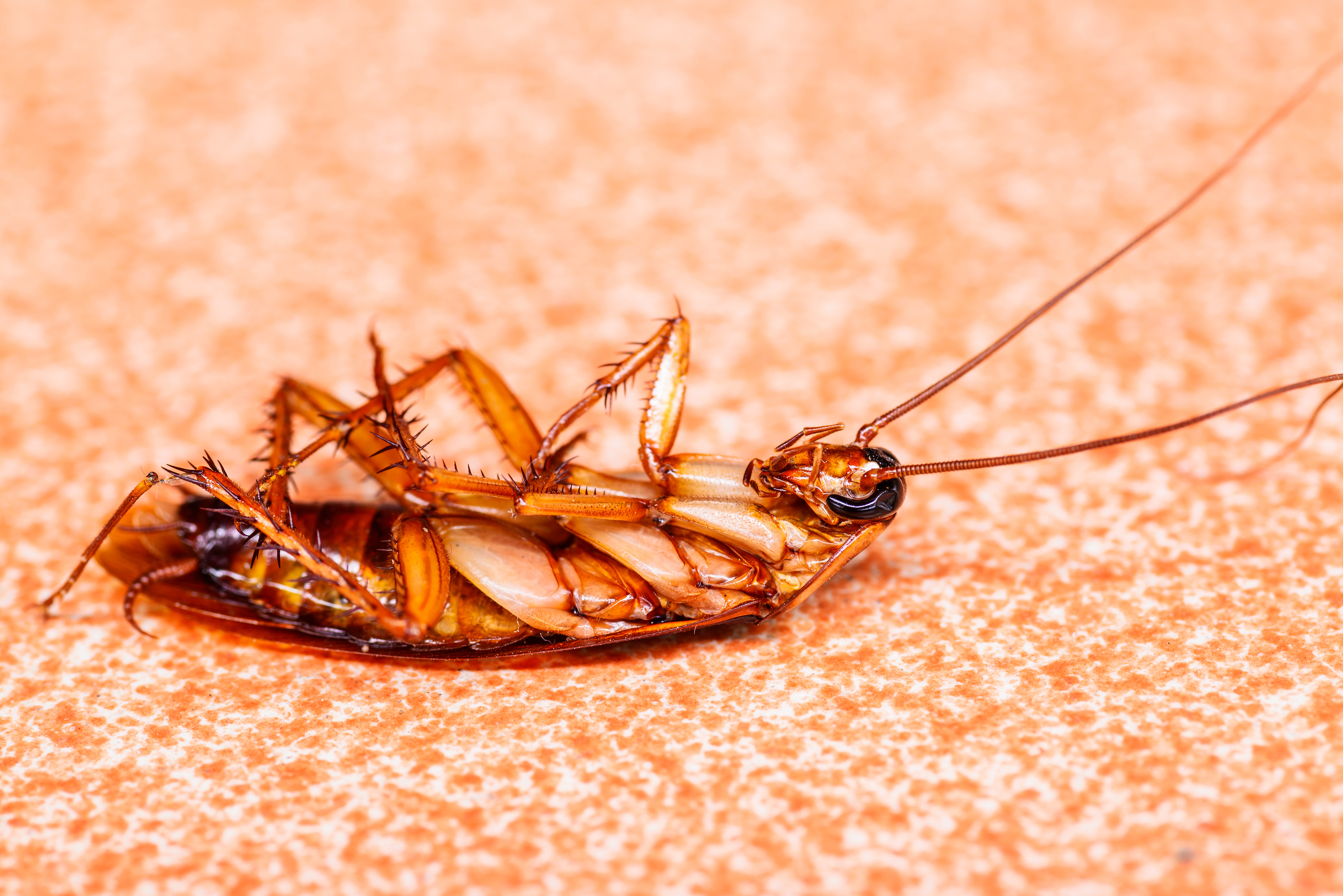 lifestyle pest control tips
